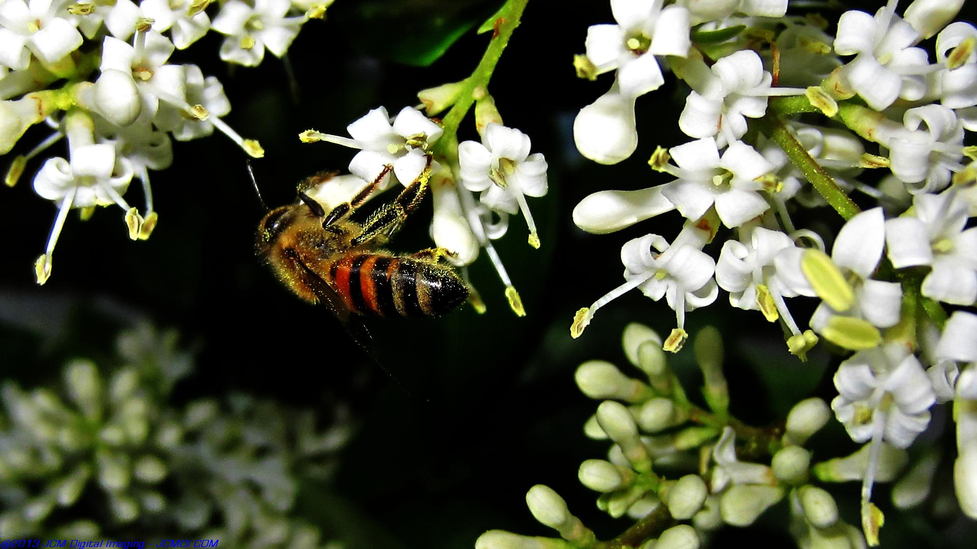 Honeybees on white flowers 